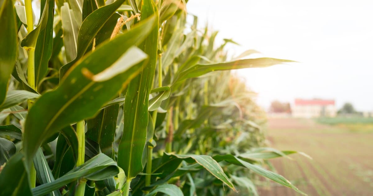 Verification : Fake Farm Tricks Buyers with Stolen Clips and Corn Seed Scam