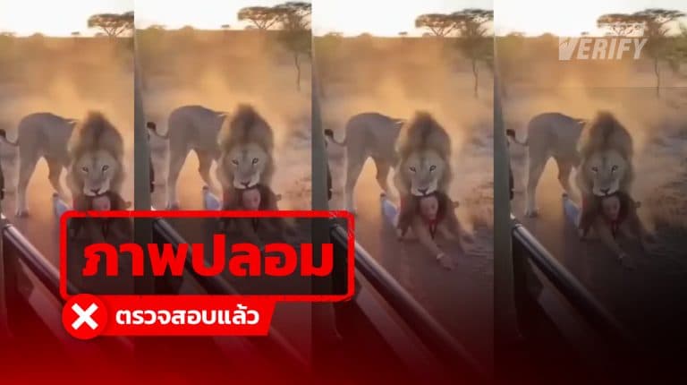 ไวรัล 3 ล้านวิว คลิปสิงโตลากหญิง แท้จริงเป็น AI